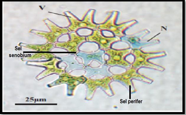 Pediastrum sp